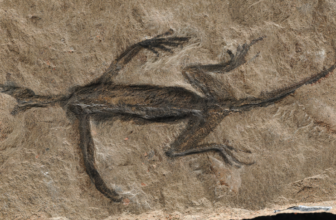 This Well-known ‘Fossil’ Is Only a Painted Rock