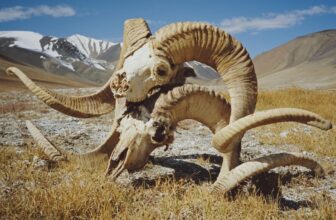 Montana Man Pleads Responsible to Creating Large Franken-Sheep With Cloned Animal Components