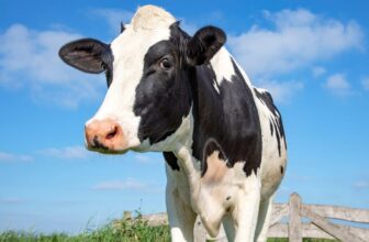 Chook Flu Present in Cow Milk in Texas and Kansas