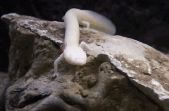 Blind Cave Salamanders Secretly Enterprise to the Floor, Stunning Scientists