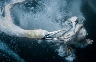 42 Arresting Pictures of Wildlife in Motion